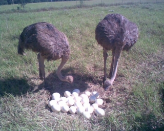 libertad y vida silvestre